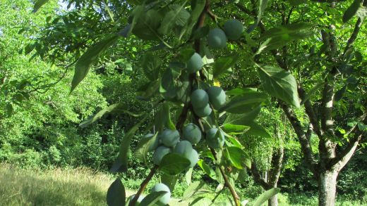 Zwetschgenbaum