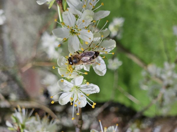 Wildbiene (© Gemeinde Obersulm)