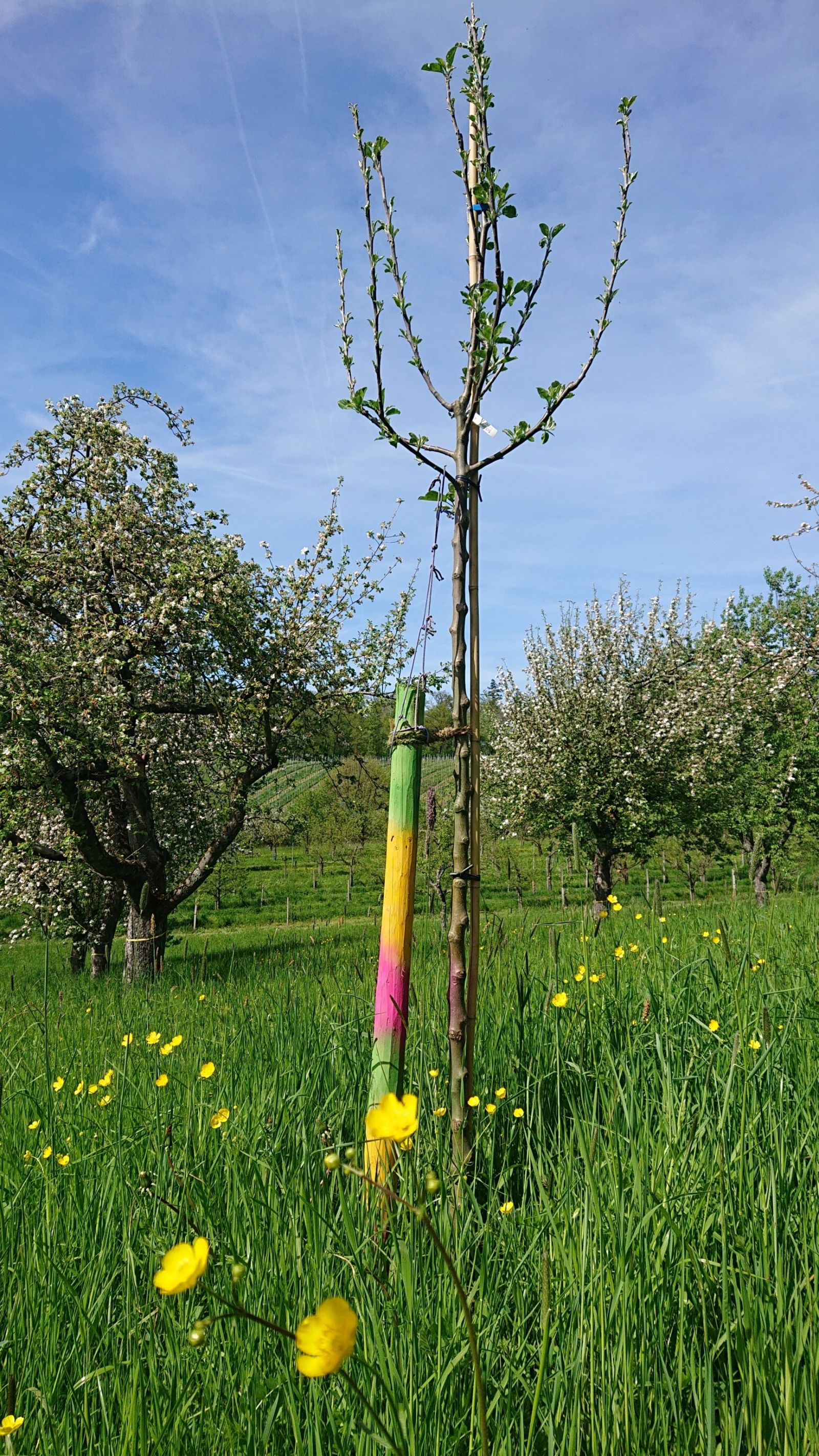 Bemalter Baum (© Gemeinde Obersulm)